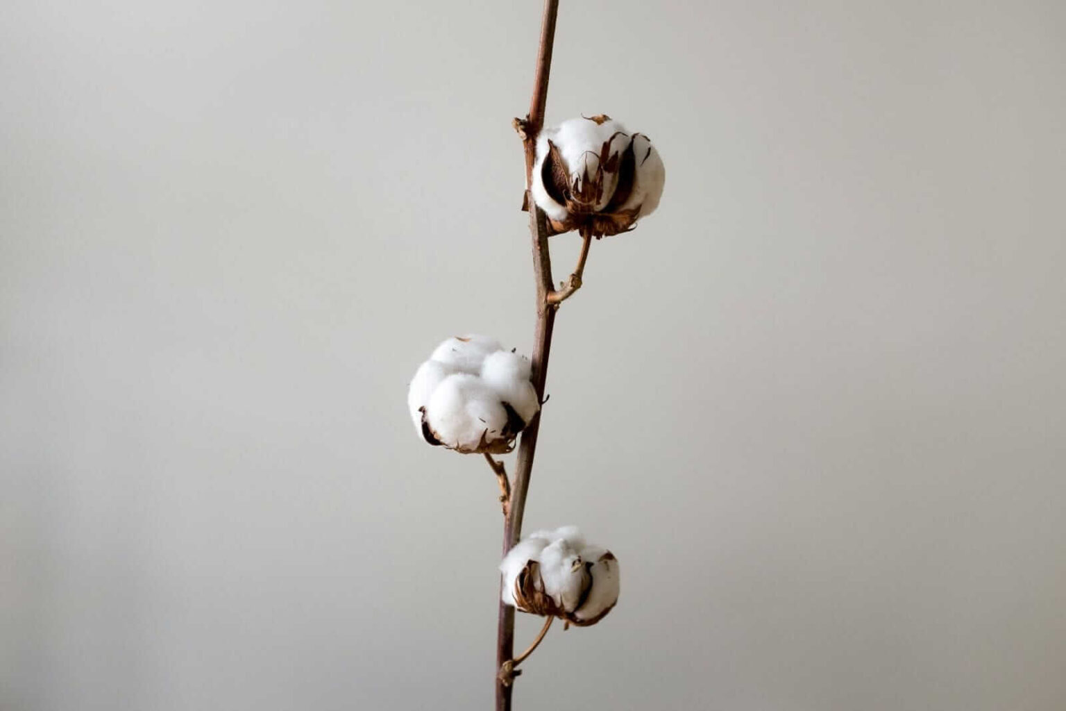 Cotton Collapses Lower on Monday