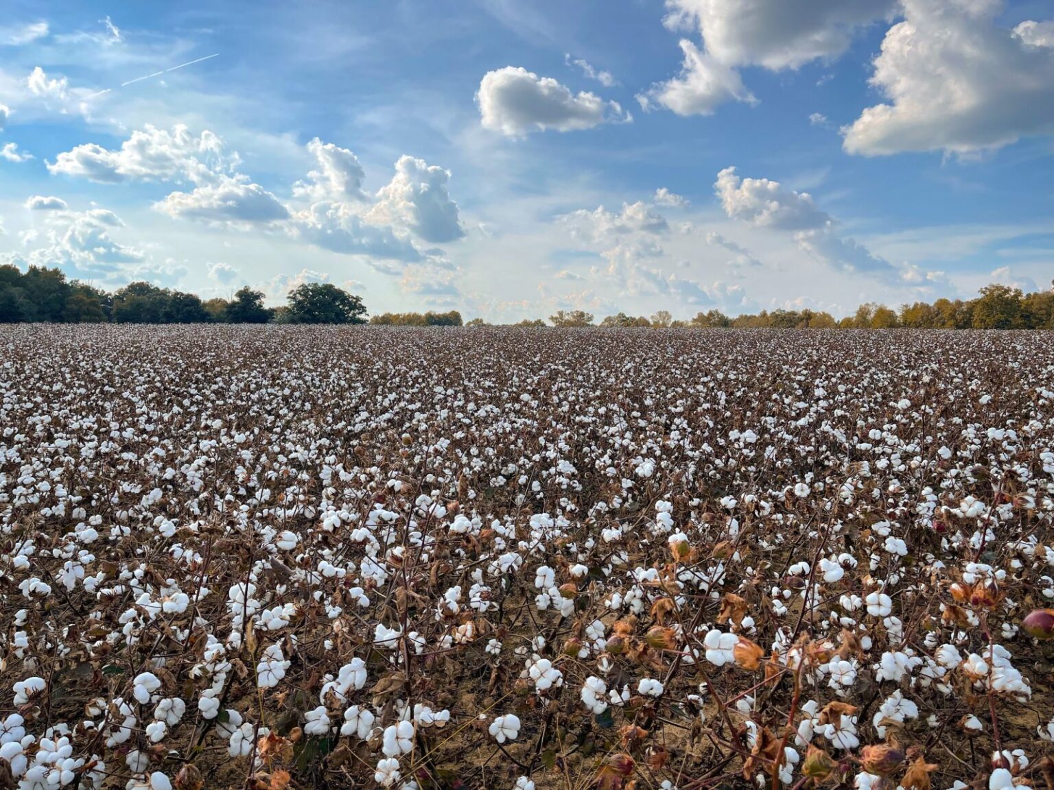 Cotton Slipping Lower on Thursday Cotton Slipping Lower on Thursday