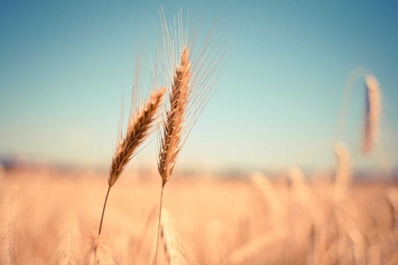 Wheat Falling Weaker on Friday Wheat Falling Weaker on Friday